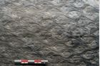 Foto (Detailansicht) von Lepidodendron aculeatum St. (NHMW-GEO-2024-0188-11023)